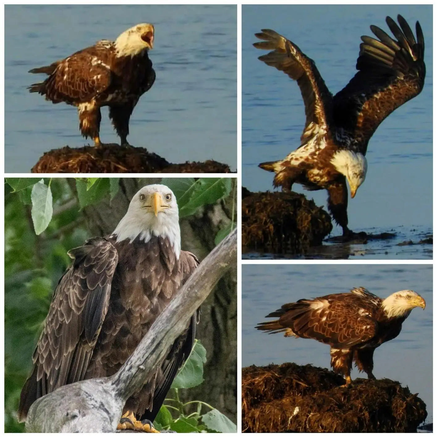 Super Telephoto Manual Zoom Lens