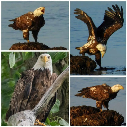 Super Telephoto Manual Zoom Lens